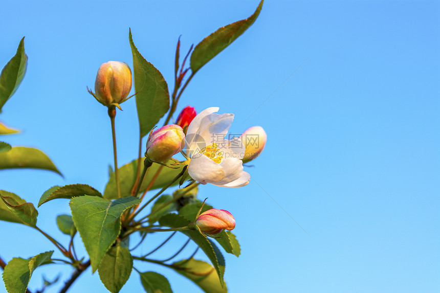 奶油白色的苹果花芽有时在蓝天空背景上刺青粉红色美丽的春花图片