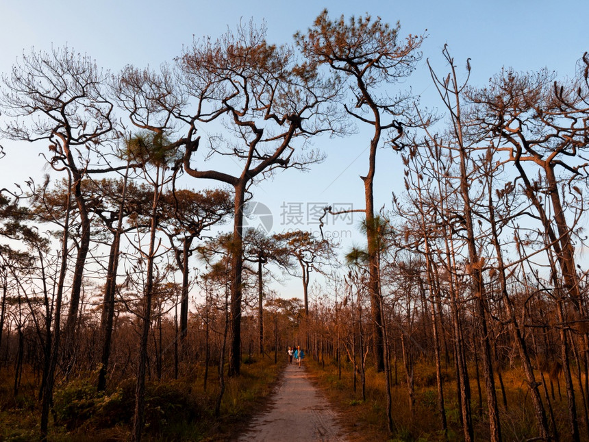 20年1月4日泰国旅游者在冬季森林中无叶树走自然足迹图片