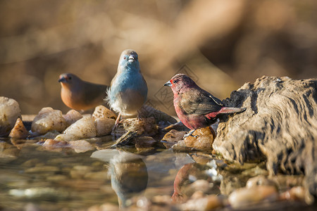 站在克鲁格公园水洞的詹姆逊火雀和蓝胸红胸金线雀图片