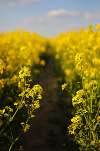 春季万亩油菜花盛开图片