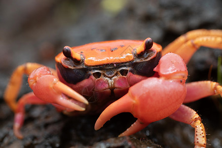 螃蟹矢量彩色螃蟹背景