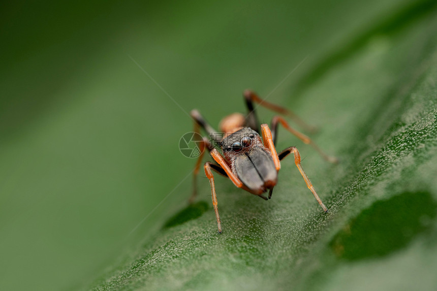 模仿蜘蛛眼睛的雄蚂蚁甲状腺动物松马哈拉施特印地安那图片