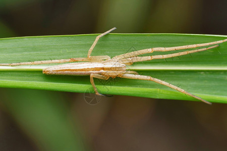 网状蜘蛛比萨乌拉米里丝蓬纳马哈拉施特印地安那图片