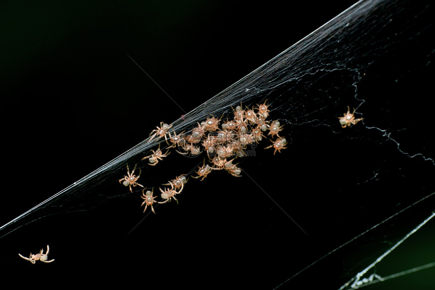 或编织蜘蛛新斯科纳穆克尔杰蓬马哈拉施特印地安群岛图片