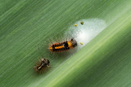 黄尾金蛾或天毛虫黄西米利斯萨塔拉马哈施特印地安那高清图片
