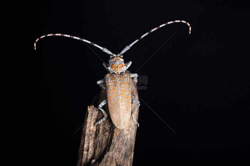 长角栖息甲虫巴托克拉鲁福马库塔蓬哈施特印地安那图片