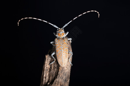长角栖息甲虫巴托克拉鲁福马库塔蓬哈施特印地安那背景图片
