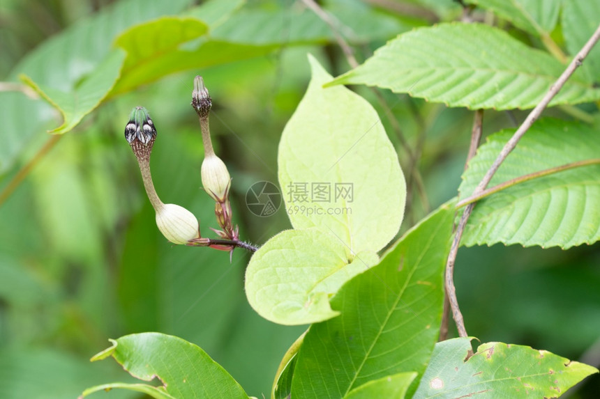 孔雀大肠杆菌是西长河萨塔拉马哈施特印地安群岛降雨量高的地区图片