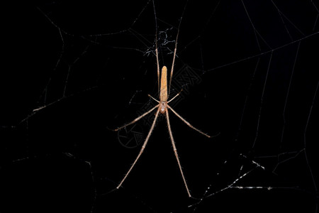 长下巴蜘蛛多尔萨四亚马达纳萨塔拉马哈施特印地安亚高清图片