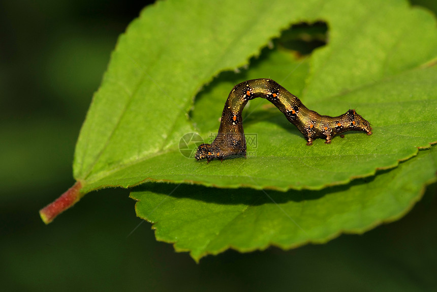 黑虫低脊椎西贝格尔印地亚图片