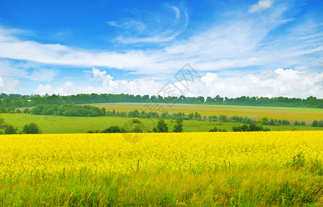 黄色的田野 鲜花和蓝色天空云。美丽的农村景观。图片