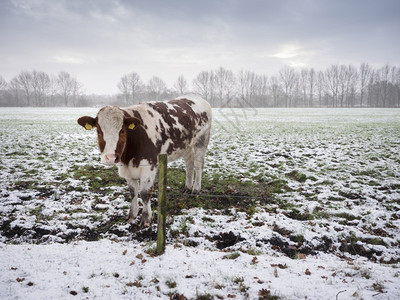 雪中年轻的红牛和白覆盖了严寒的冬日雪地乌特勒支附近草地背景图片