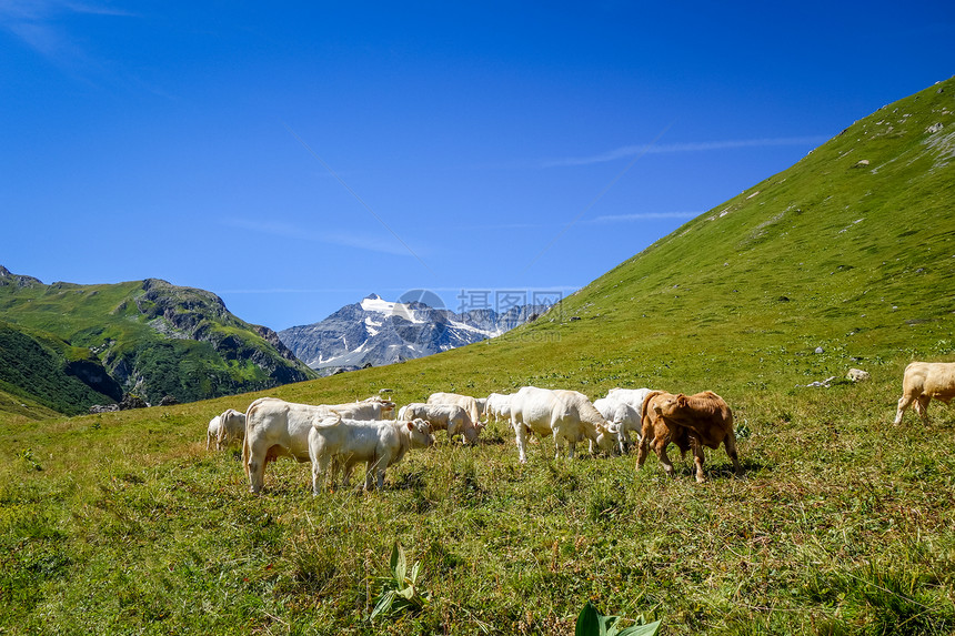 高山牧草中的奶牛图片