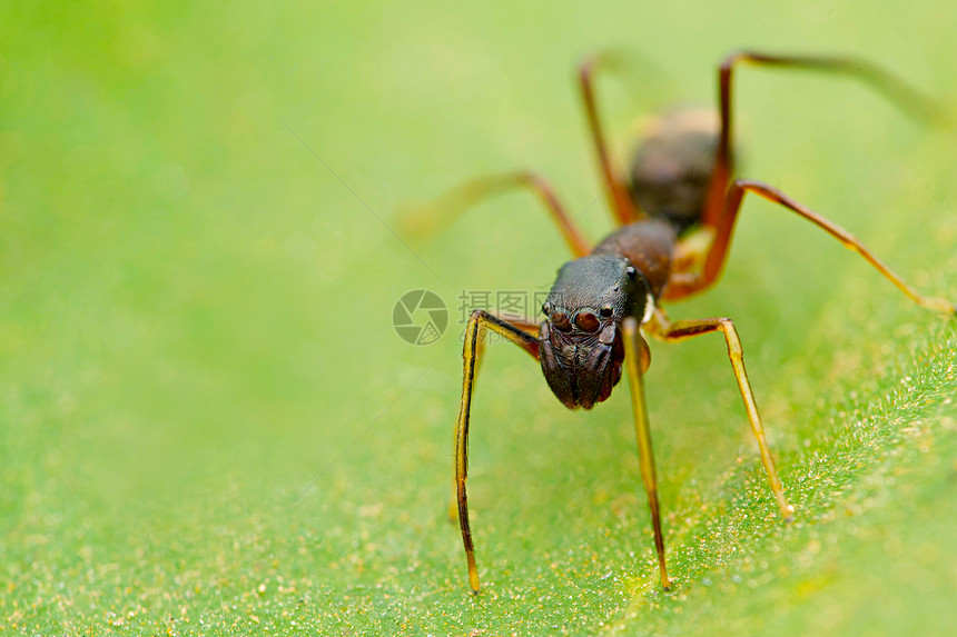 黑蚂类模仿蜘蛛甲状腺沙塔拉马哈施特印地安那图片