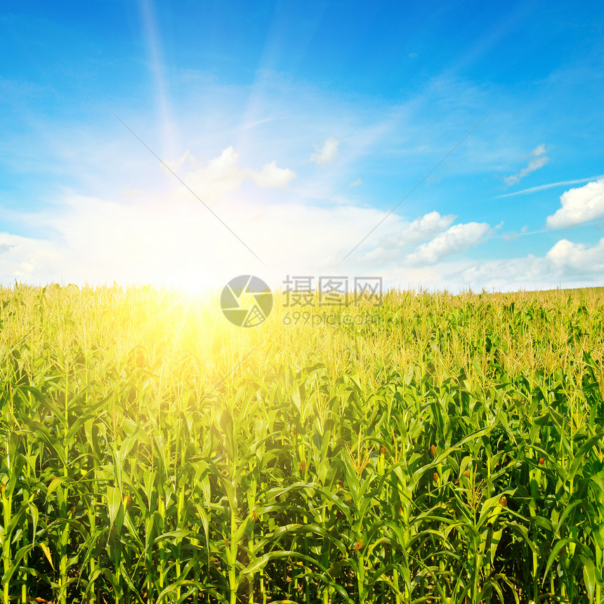 绿色的玉米田在多彩的天空下与太阳农业景观图片