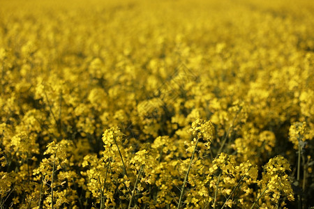 黄色种子 选择性关注颜色 成熟的种子 农业背景图片