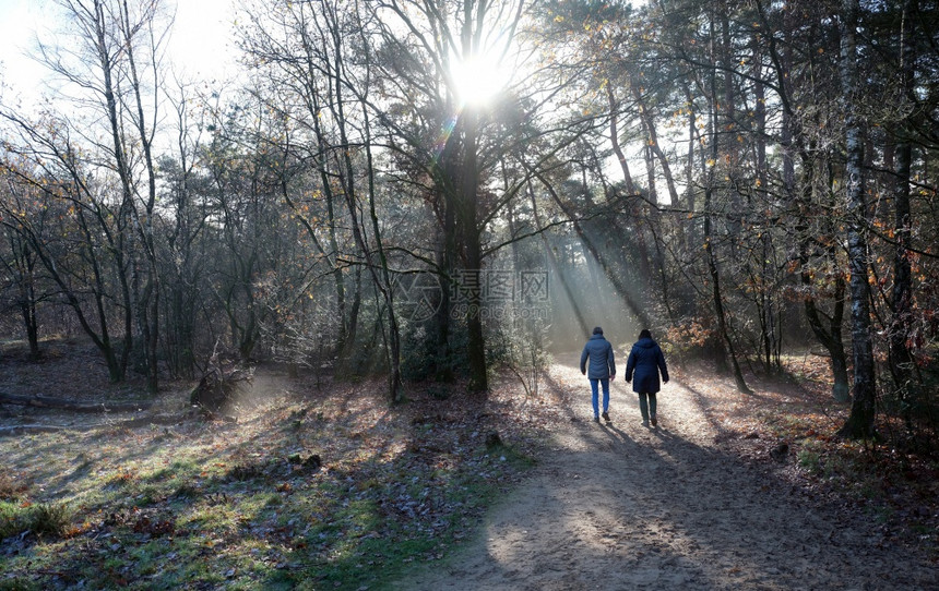 在秋天的阳光明媚有两个女人在秋天的森林中行走靠近门和乌德勒支在内地的阴沟里与雾相伴图片