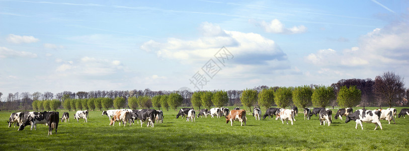 弗里西亚奶牛听说春天在草原上有荷尔斯坦牛春天在阴阳和间附近内地有柳树和背景