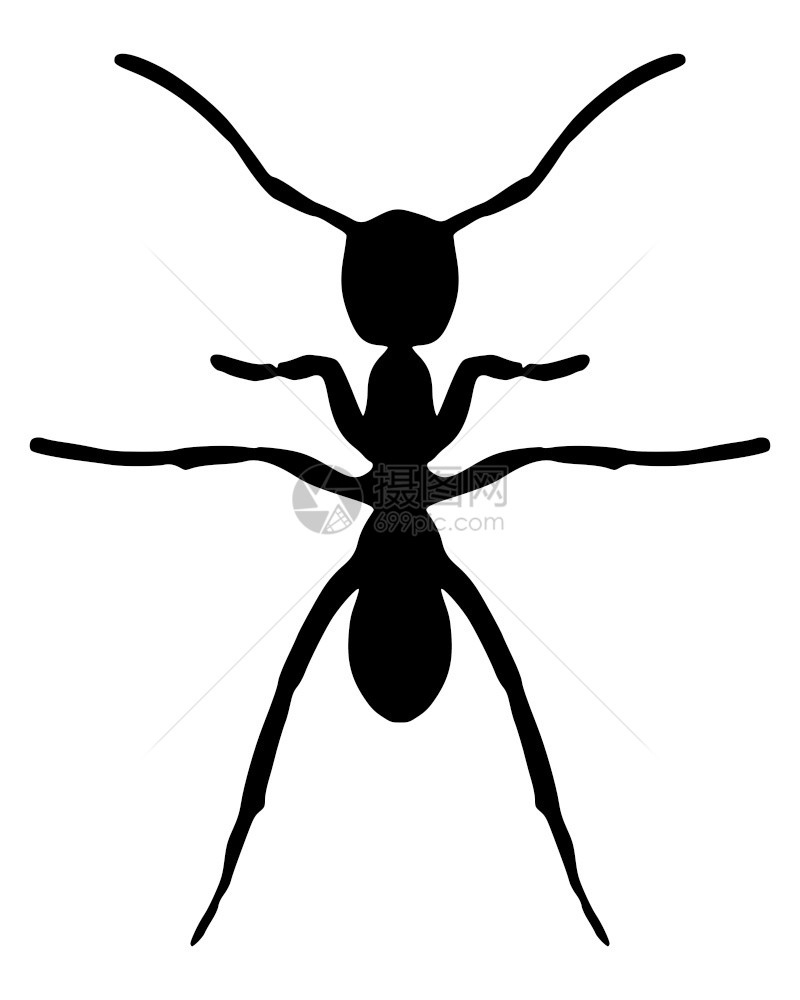 白上蚂蚁的黑月光图片