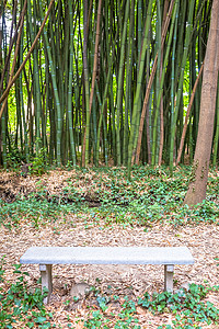 竹植物园对于锌环境和绿色生活有用的概念图片