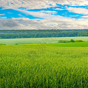 绿麦田和蓝云天空背景图片