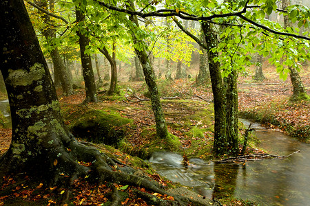 葡萄牙公园中的小河图片素材