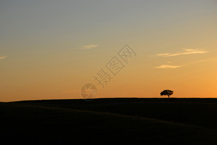 日落时单树一风景典型背景图片