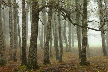 在葡萄牙公园的森林雾高清图片