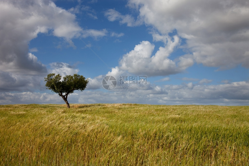 在Portugal以南的Aentjo的一个农场棵孤独树上典型风景图片