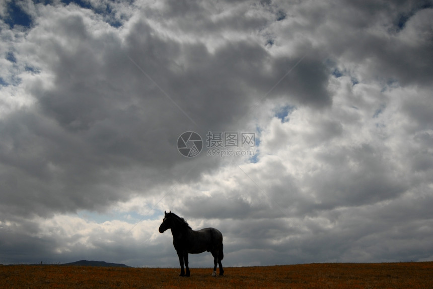 以天空为背景的农场小马图片