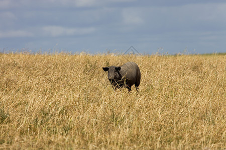 黑猪在阿伦特霍农场里高清图片