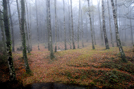 在葡萄牙公园的森林雾图片素材