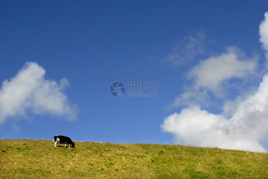 牧牛的农场立的和天空牛图片