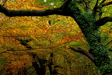 秋天在森林葡萄牙公园图片