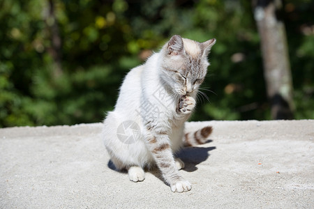 小爪子白睡小猫户外照片背景