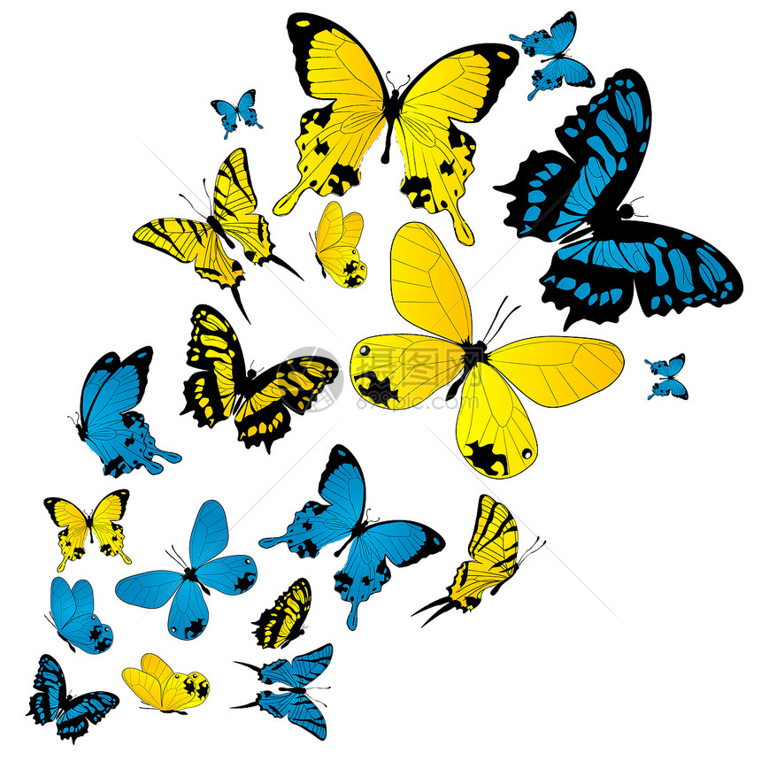 颜色蝴蝶背景白面上的孤立对象图片
