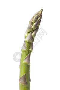 新鲜绿色的Asparagus指着白色背景的隔离处关闭图片
