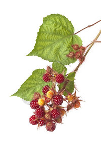日本白背景叶子的日本葡萄树红食用果子的部分图片
