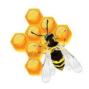 黄蜂和窝白色背景的孤立物体图片