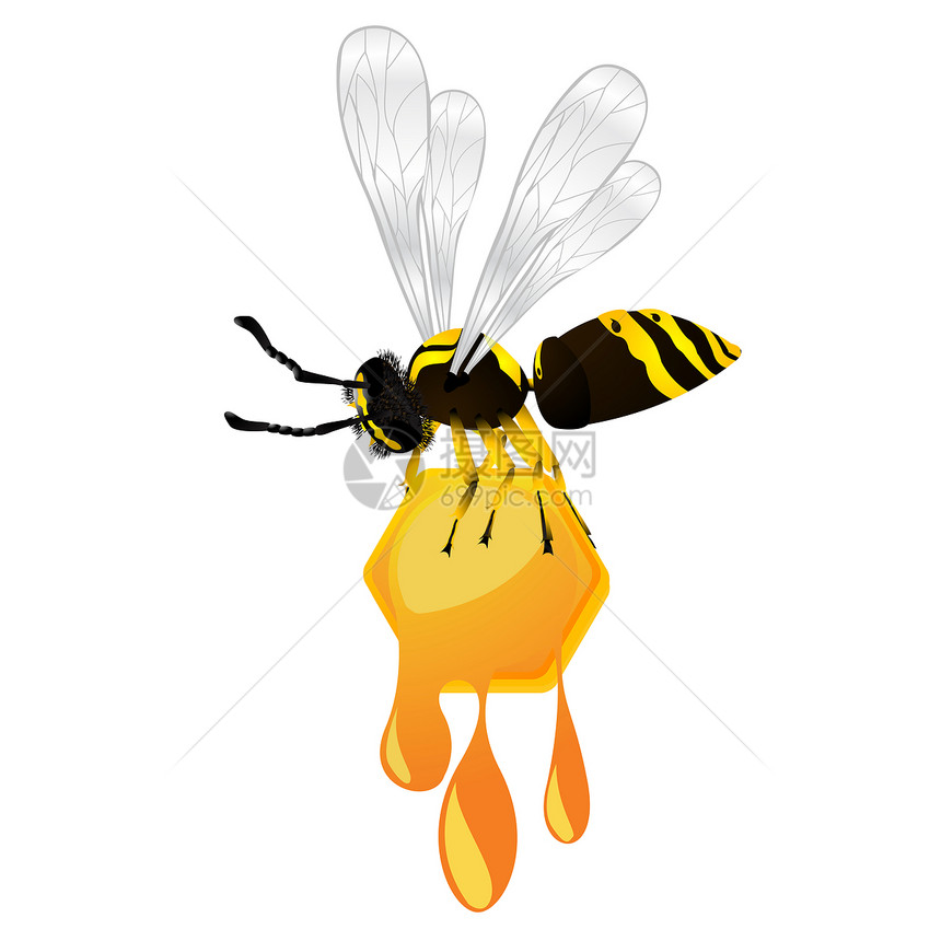 黄蜂在白色背景上窃取蜂窝孤立物体图片