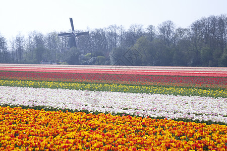 春季荷兰的郁金香田背景是风车背景图片
