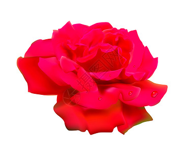 红玫瑰白背景的玫瑰图片