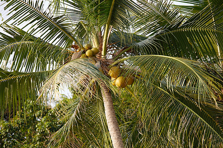 椰枣树上的子图片