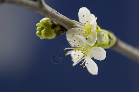 春天的果树花开时间图片