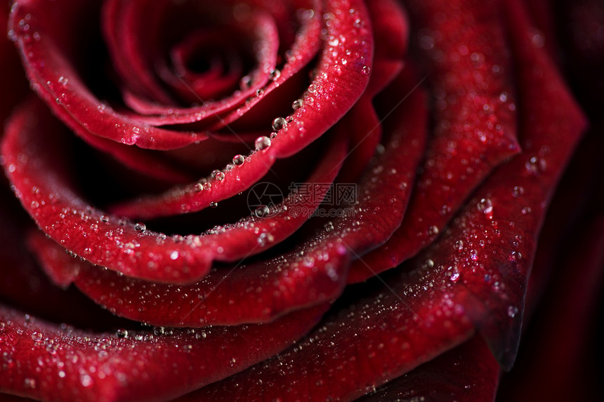 深红玫瑰和水滴的宏观图象极接近于浅色的dof图片