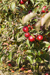 秋天树上提取红苹果图片