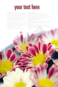 带复制空间的白色水碗和花朵带样本文图片