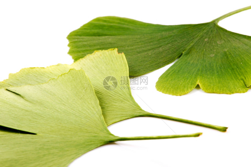 Ginkgobiloba银洞图片