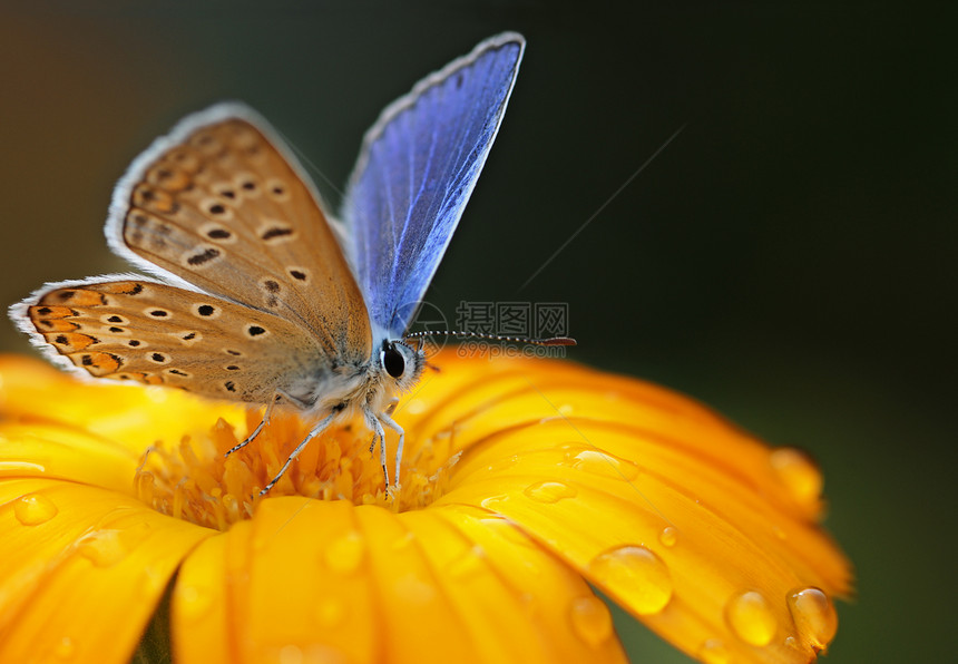 黄花上的蓝色蝴蝶图片