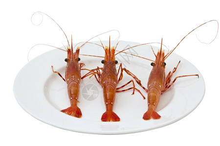 固体白餐盘上的新鲜活虾图片